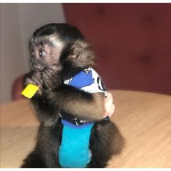 Beautiful beautiful capuchin monkey available