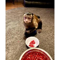 Beautiful beautiful capuchin monkey available