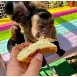 Beautiful beautiful capuchin monkey available