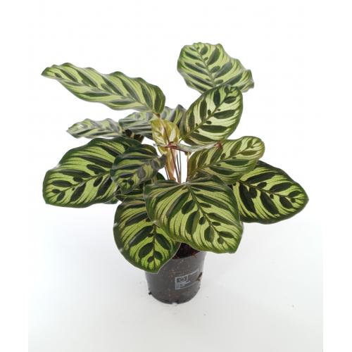 Calathea &#039;Makoyana&#039; - planten - kamerplanten