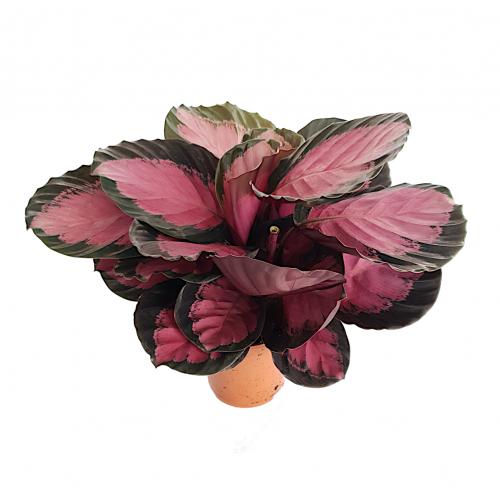 Calathea roseopicta &#039;Crimson&#039; - planten - kamerplanten