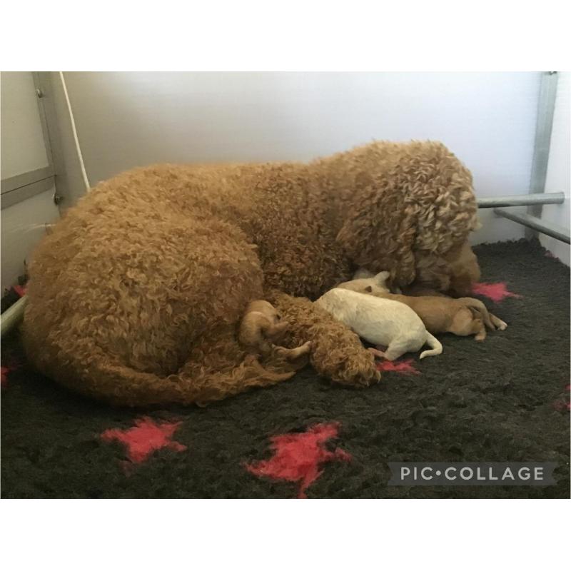 Australian Labradoodle pups