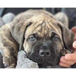 Boerboelpups