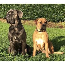 Cane Corso Pups