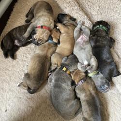 Cane Corso Pups