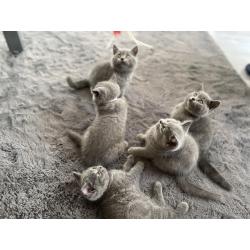 Britse korthaar kittens