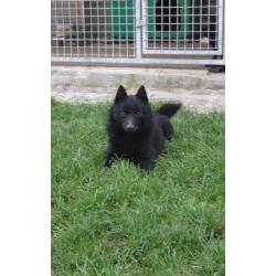 schipperke