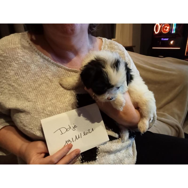 Schattige lieve sociale pups zoeken nieuwe thuis