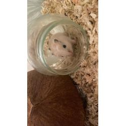 Gerbils