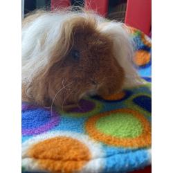 Cavia Alpaca zeug rood/wit