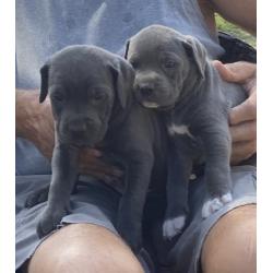 Te koop: Cane Corso pups