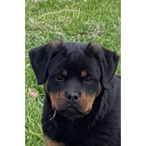 Rottweiler puppy reu