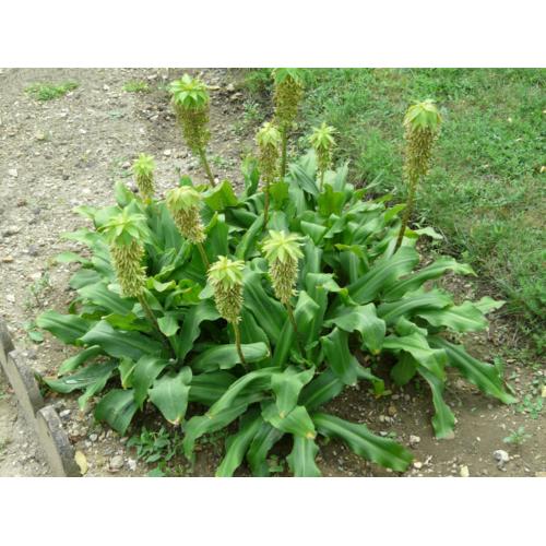 Bloembollen : eucomis bicolor