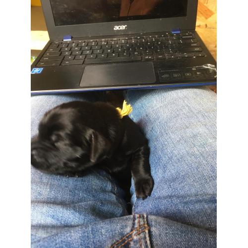 Puppy’s Flatcoated retriever