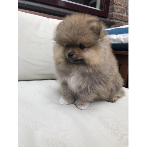 Pomeranian pomeriaan dwergkees reutjes puppy