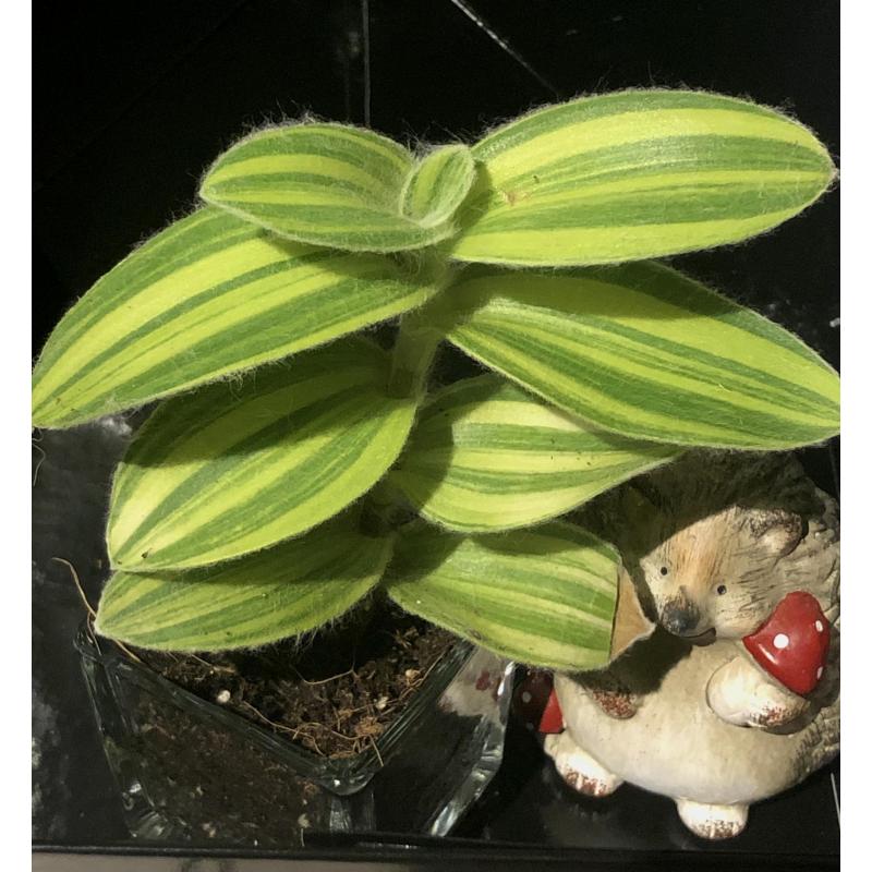 RARE Tradescantia Sillamontana Variegata, stekjes, kamerplant