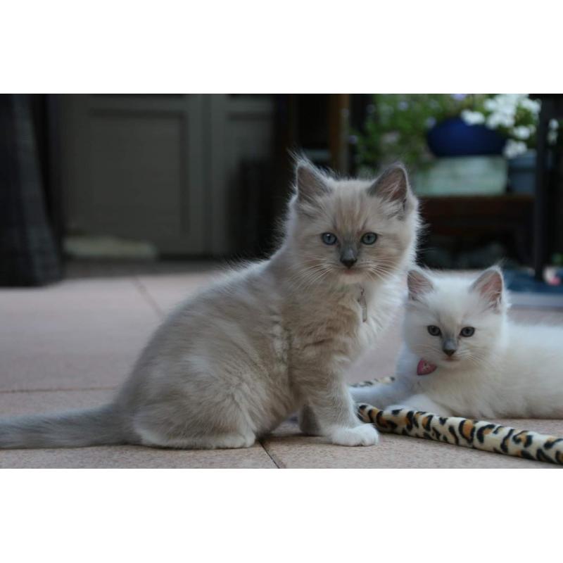 Ragdoll kittens met stamboom