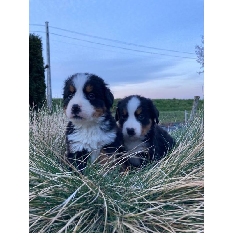 Berner Sennen Pups