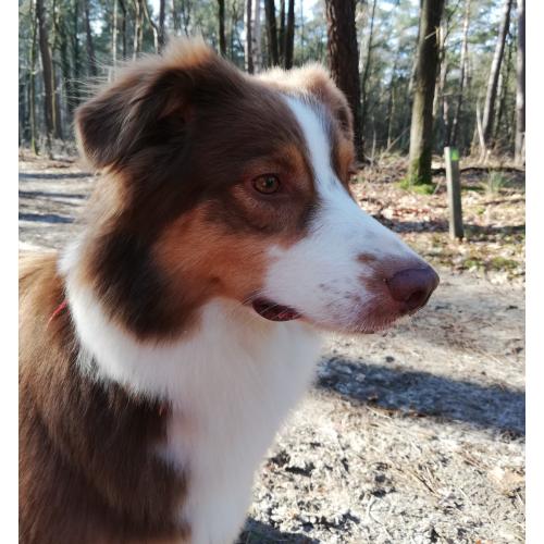 Australian Shepherd pups verwacht!