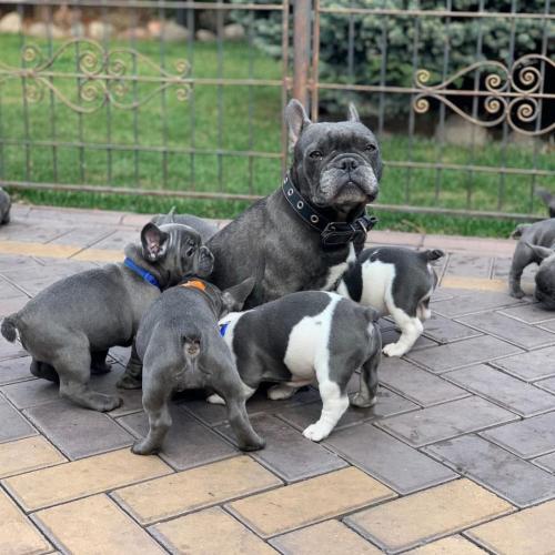 Franse Bulldog-puppy&#039;s