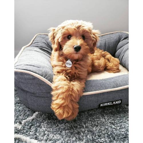 Goldendoodle-puppy&#039;s