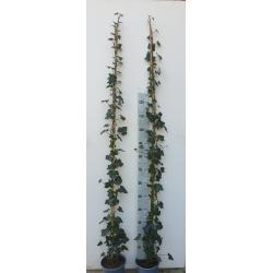 Hedera hibernica/ Klimop gestokt 1.80m