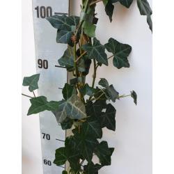 Hedera hibernica/ Klimop gestokt 1.80m