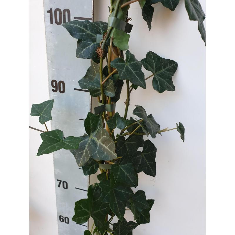 Hedera hibernica/ Klimop gestokt 1.80m