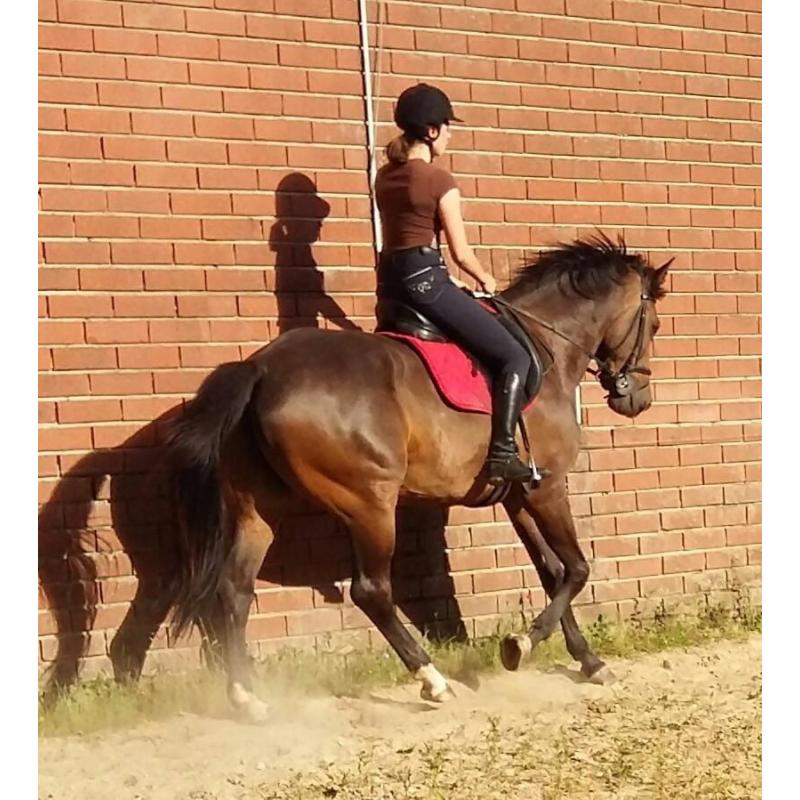 Paard te koop