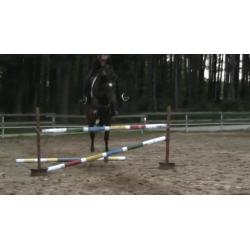 Paard te koop