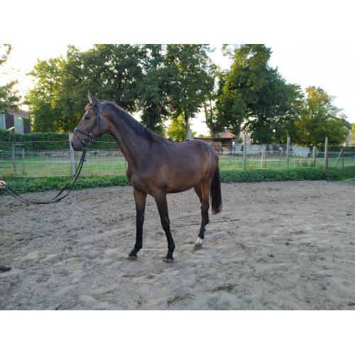 2,5 jarige hengst