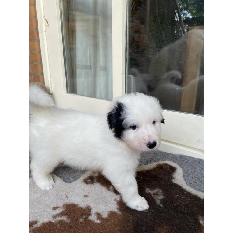 Puppy&#039;s Pyreneese  Berghond