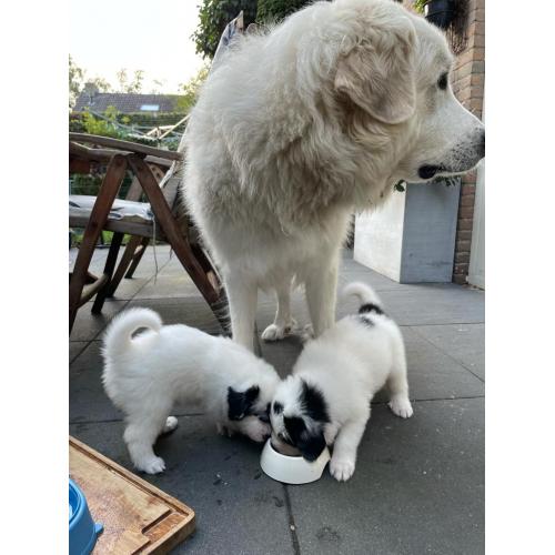 Puppy&#039;s Pyreneese  Berghond