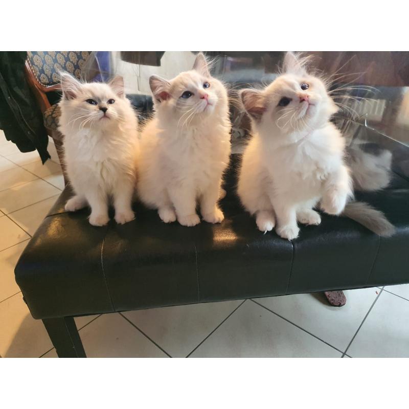 Ragdoll kittens met stamboom
