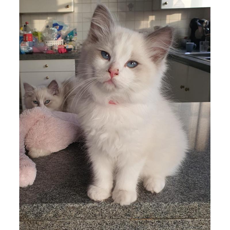 Ragdoll kittens met stamboom