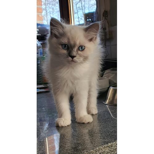 Ragdoll kittens met stamboom