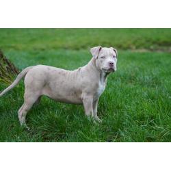 American Bully XL