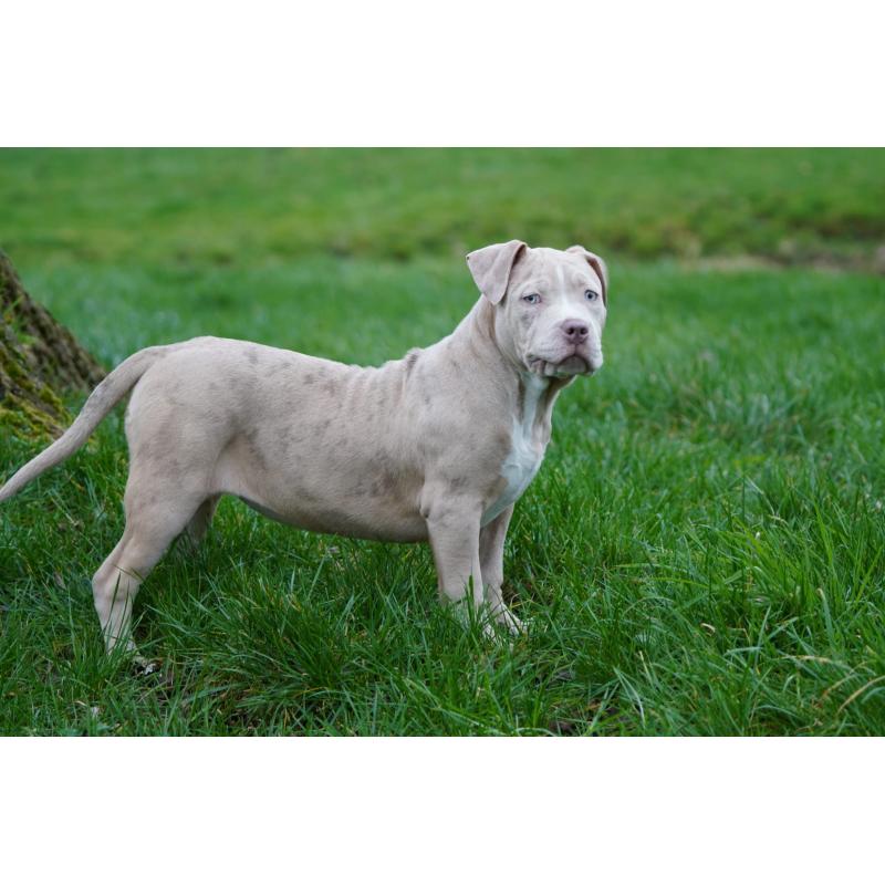 American Bully XL