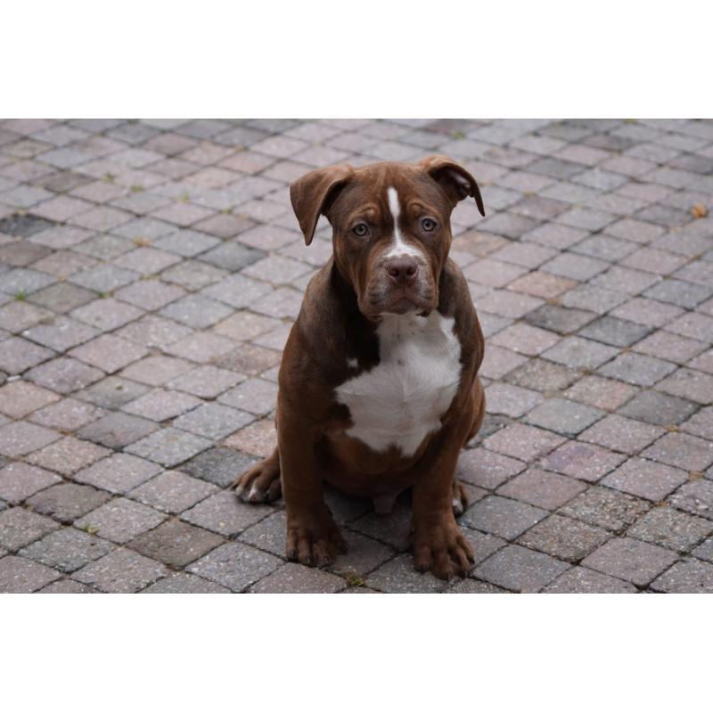 American Bully XL