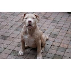 American Bully XL