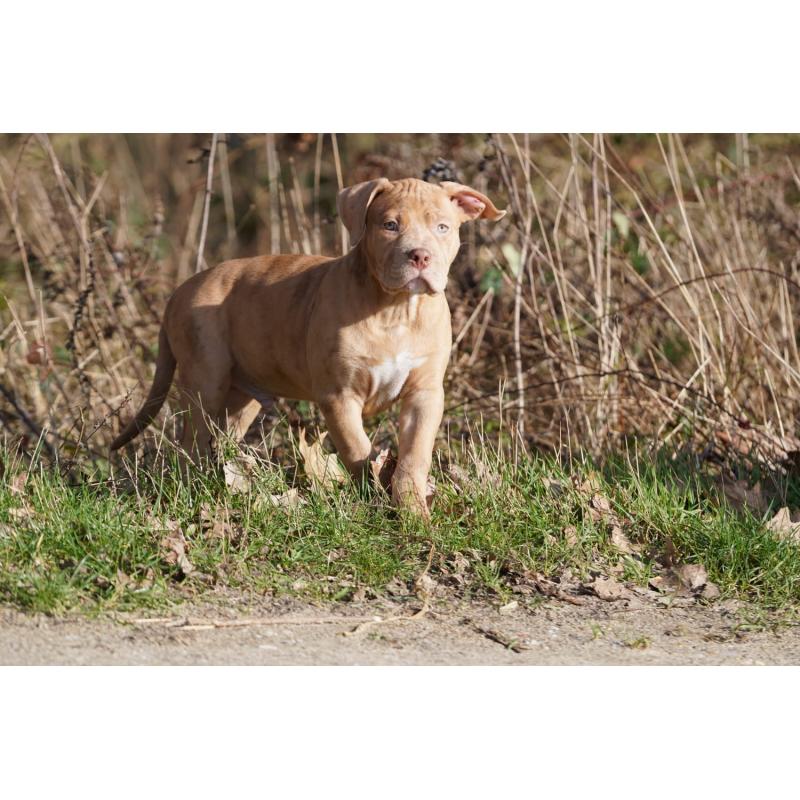 American Bully XL