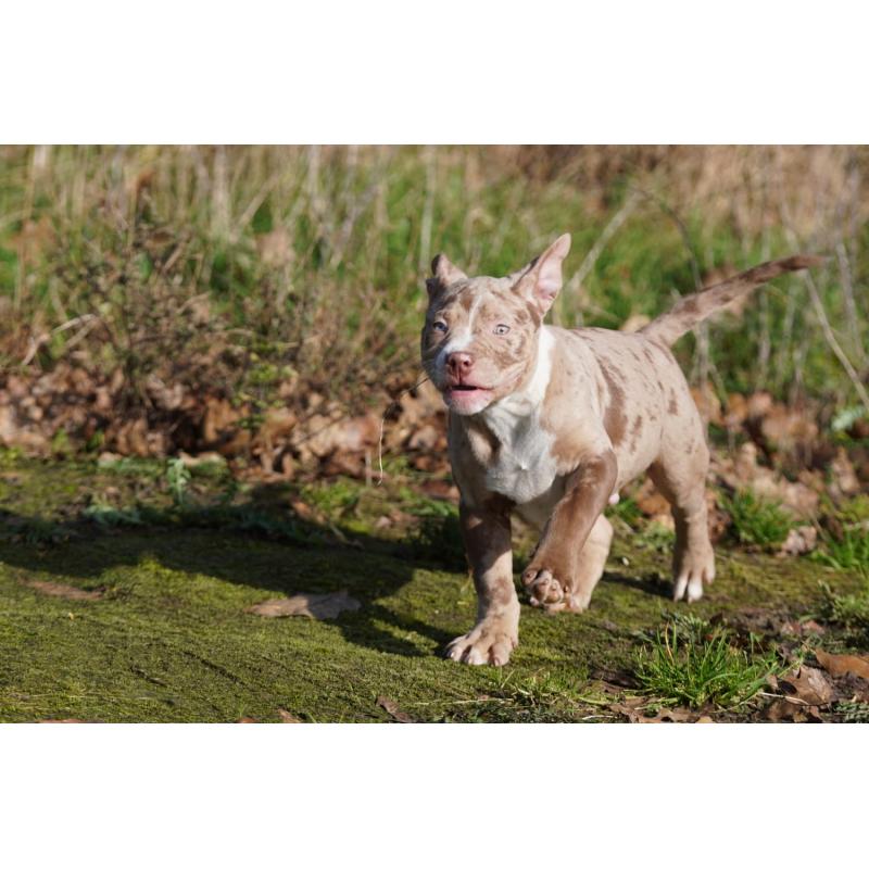 American Bully XL