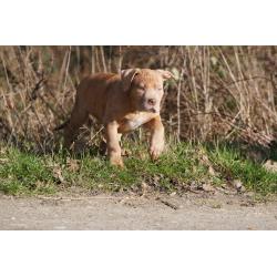 American Bully XL