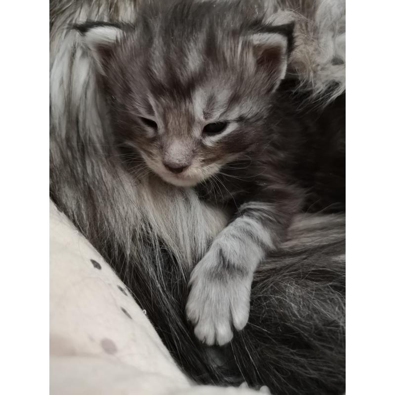 Mainecoon kittens met Stamboom