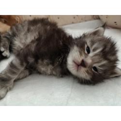 Mainecoon kittens met Stamboom