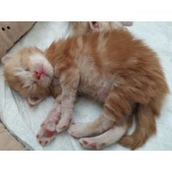 Mainecoon kittens met Stamboom