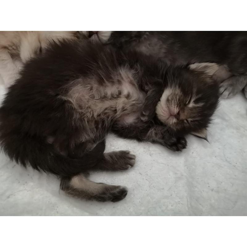 Mainecoon kittens met Stamboom