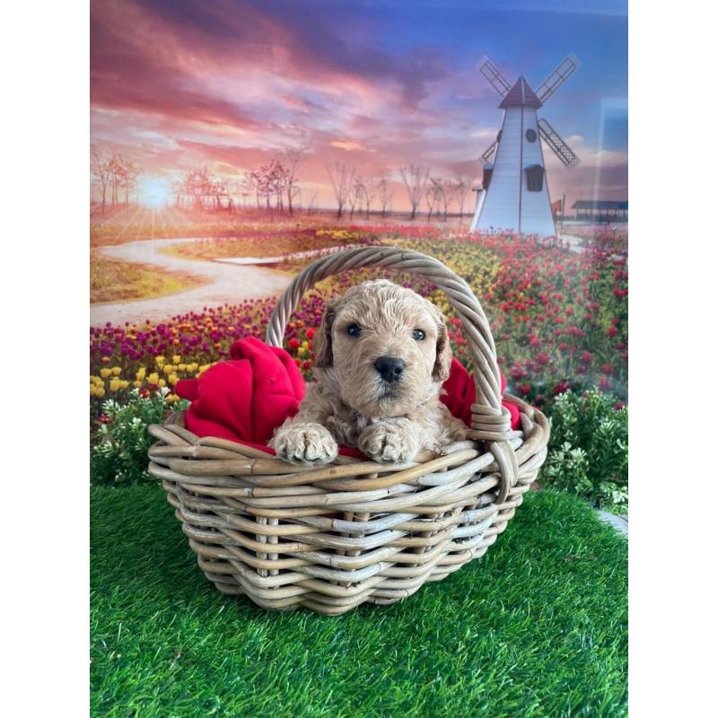 Australian Labradoodle pups