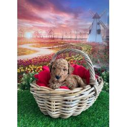 Australian Labradoodle pups