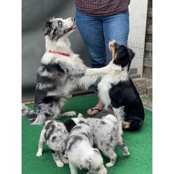 Blue merle kruising pup